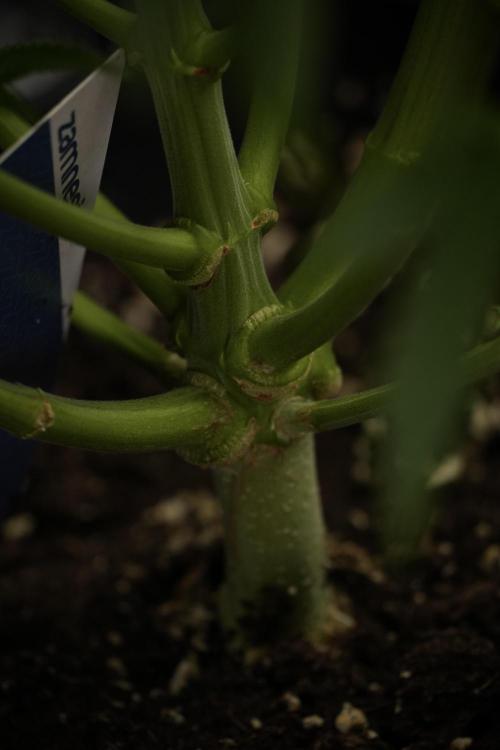 Animal Mints-Legends of the Frozen North. Week 9 - Animal Mints 12_12 from seed