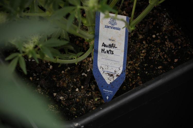 Animal Mints-Legends of the Frozen North. Week 9 - Animal Mints 12_12 from seed end of the week 