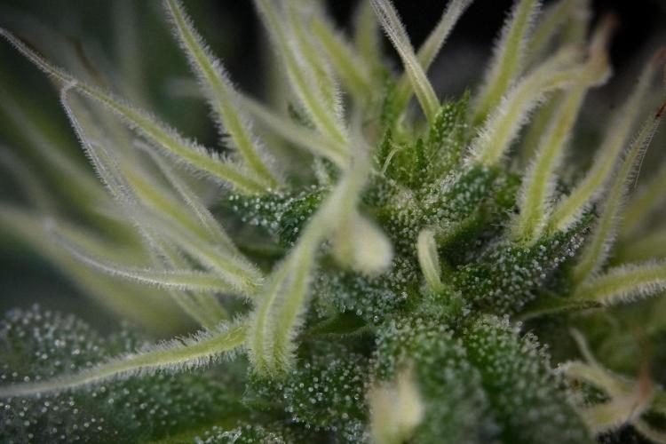 SOUR DIESEL-The Ascension of a Legend. Week 10 - Sour Diesel Macro world 