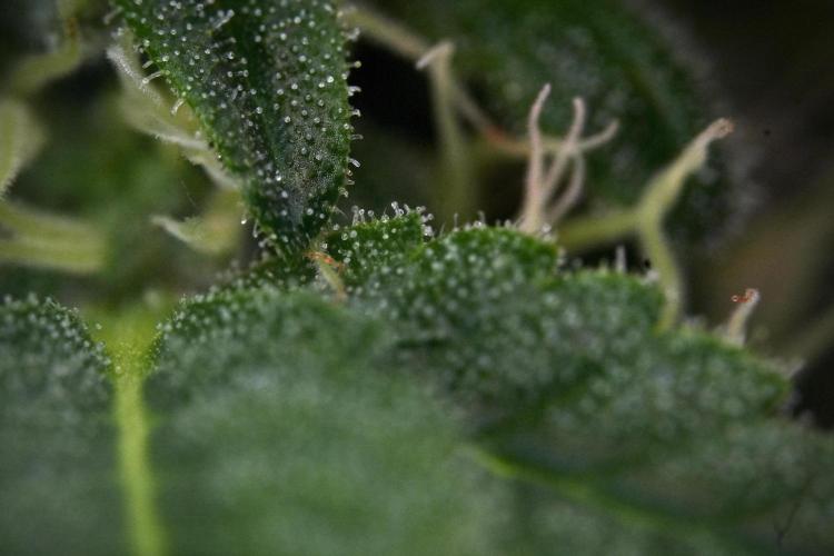SOUR DIESEL-The Ascension of a Legend. Week 10 - Sour Diesel Macro world 