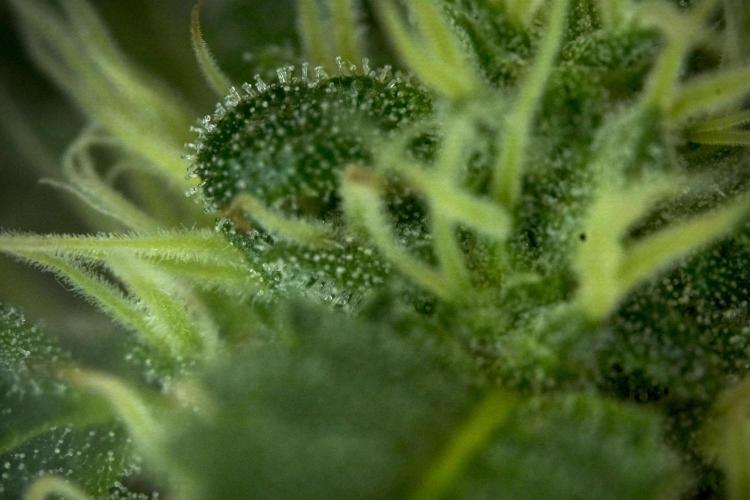 SOUR DIESEL-The Ascension of a Legend. Week 10 - Sour Diesel Macro world 