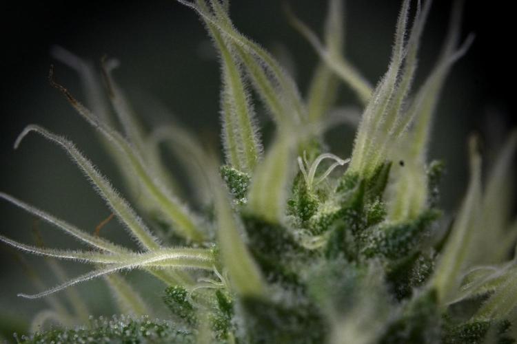 SOUR DIESEL-The Ascension of a Legend. Week 10 - Sour Diesel Macro world 