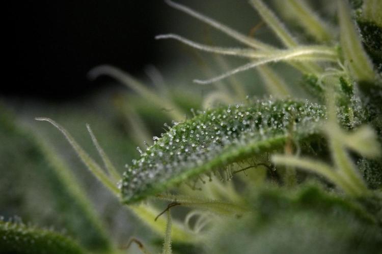 SOUR DIESEL-The Ascension of a Legend. Week 10 - Sour Diesel Macro world 