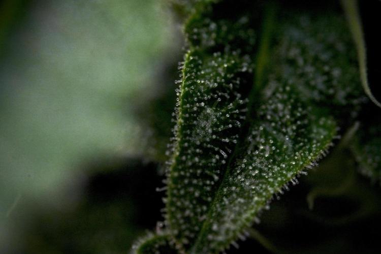 SOUR DIESEL-The Ascension of a Legend. Week 10 - Sour Diesel Macro world 