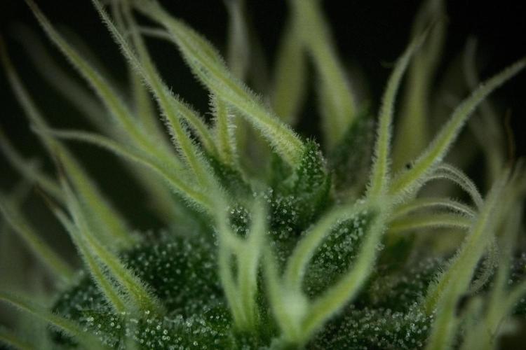 SOUR DIESEL-The Ascension of a Legend. Week 10 - Sour Diesel Macro world 