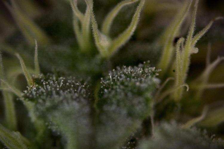 SOUR DIESEL-The Ascension of a Legend. Week 10 - Sour Diesel Macro world 
