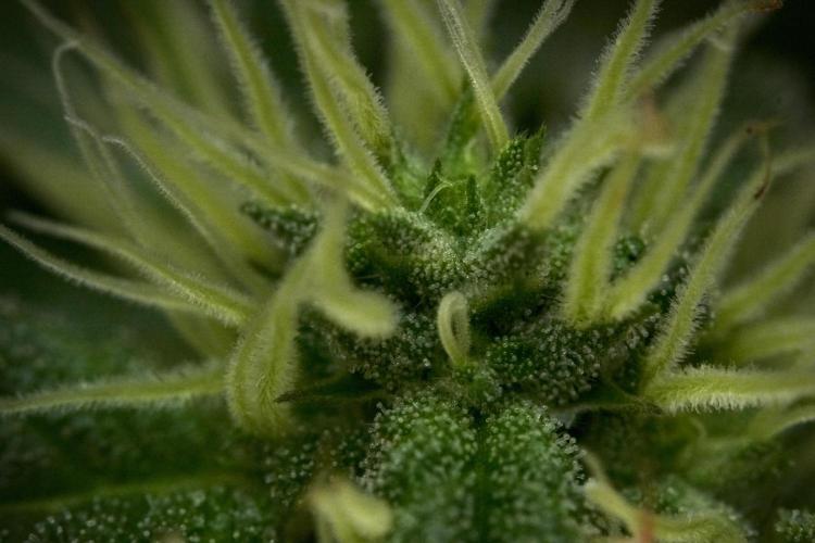 SOUR DIESEL-The Ascension of a Legend. Week 10 - Sour Diesel Macro world 