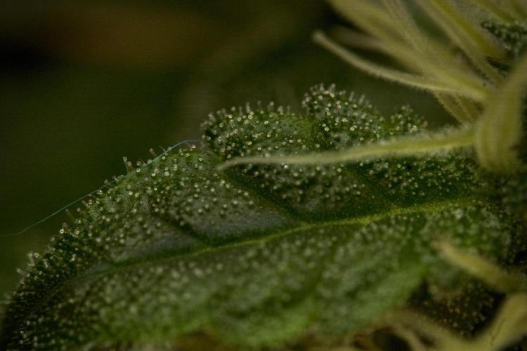 SOUR DIESEL-The Ascension of a Legend. Week 10 - Sour Diesel Macro world 
