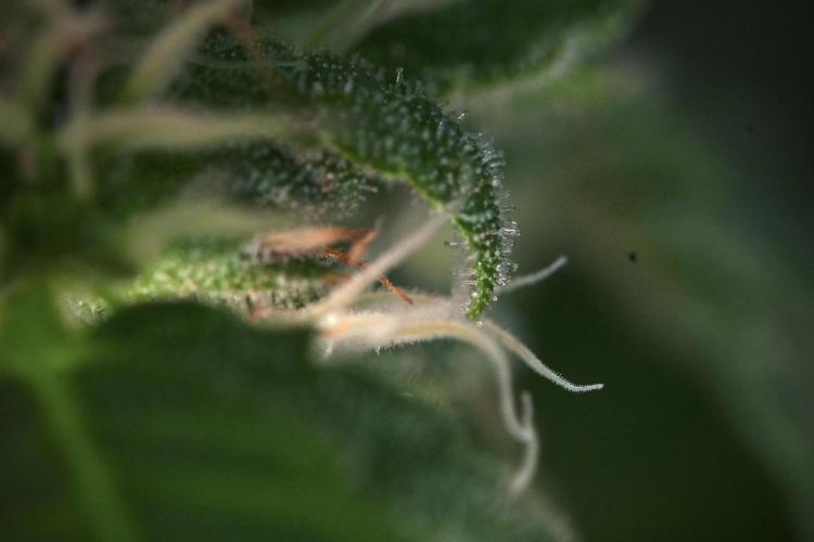 SOUR DIESEL-The Ascension of a Legend. Week 10 - Sour Diesel Macro world 