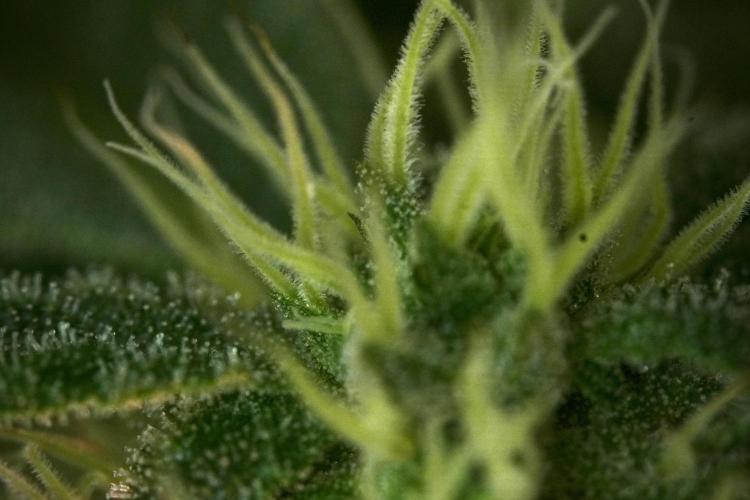 SOUR DIESEL-The Ascension of a Legend. Week 10 - Sour Diesel Macro world 