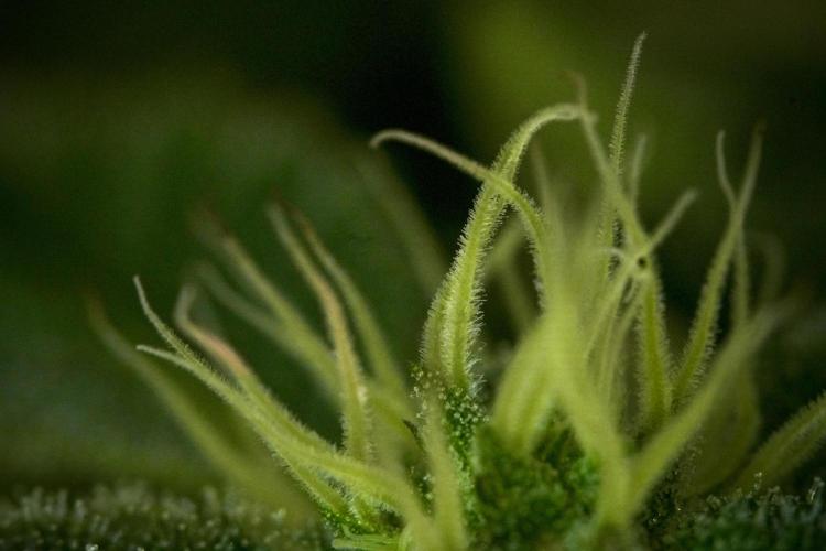 SOUR DIESEL-The Ascension of a Legend. Week 10 - Sour Diesel Macro world 