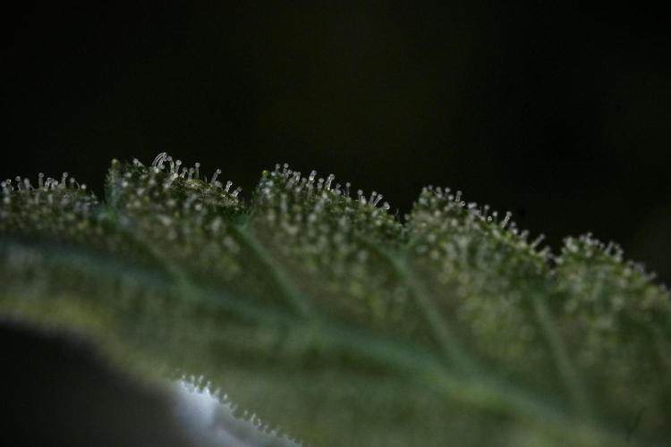 SOUR DIESEL-The Ascension of a Legend. Week 10 - Sour Diesel Macro world 
