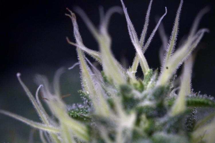 SOUR DIESEL-The Ascension of a Legend. Week 10 - Sour Diesel Macro world 