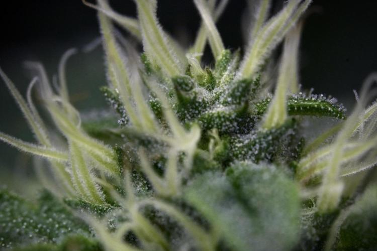 SOUR DIESEL-The Ascension of a Legend. Week 10 - Sour Diesel Macro world 