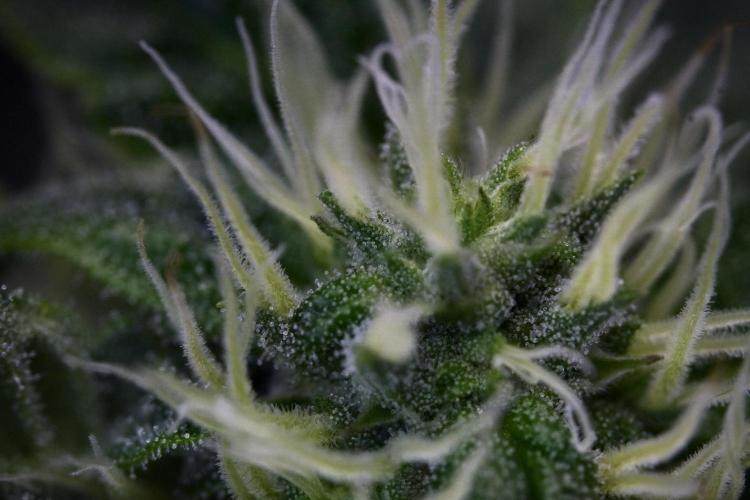 SOUR DIESEL-The Ascension of a Legend. Week 10 - Sour Diesel Macro world 