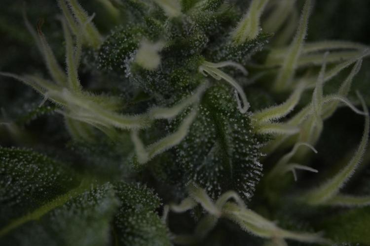 SOUR DIESEL-The Ascension of a Legend. Week 10 - Sour Diesel Macro world 