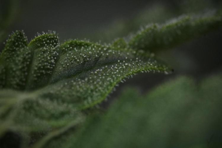 SOUR DIESEL-The Ascension of a Legend. Week 10 - Sour Diesel Macro world 