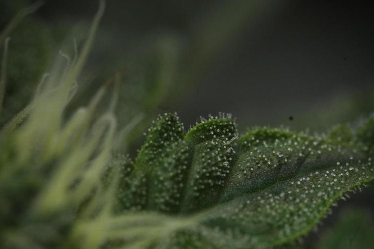 SOUR DIESEL-The Ascension of a Legend. Week 10 - Sour Diesel Macro world 
