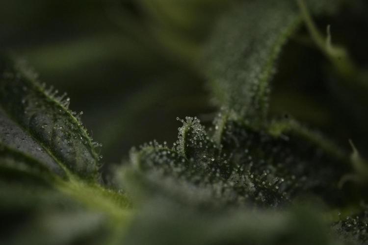 SOUR DIESEL-The Ascension of a Legend. Week 10 - Sour Diesel Macro world 