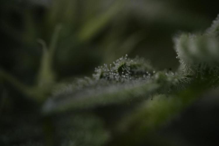SOUR DIESEL-The Ascension of a Legend. Week 10 - Sour Diesel Macro world 