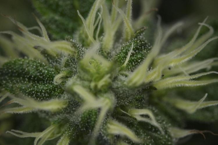 SOUR DIESEL-The Ascension of a Legend. Week 10 - Sour Diesel Macro world 