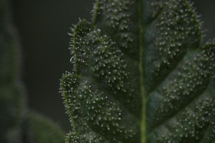 SOUR DIESEL-The Ascension of a Legend. Week 10 - Sour Diesel Macro world 