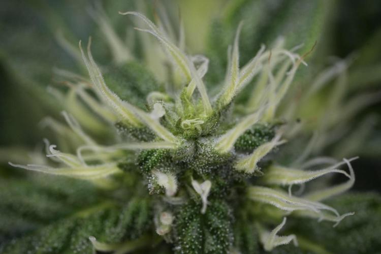 SOUR DIESEL-The Ascension of a Legend. Week 10 - Sour Diesel Macro world 