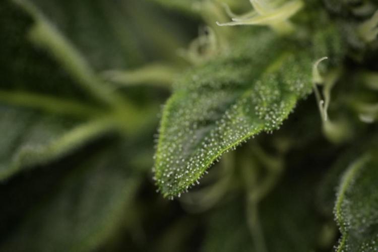SOUR DIESEL-The Ascension of a Legend. Week 10 - Sour Diesel Macro world 