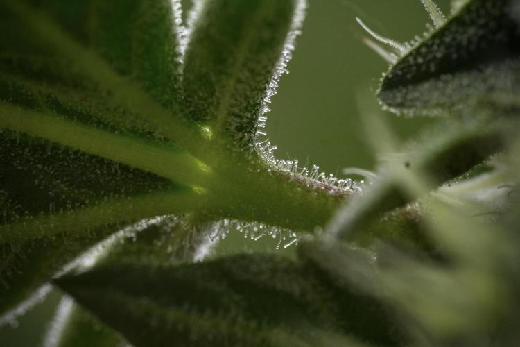 SOUR DIESEL-The Ascension of a Legend. Week 10 - Sour Diesel Macro world 
