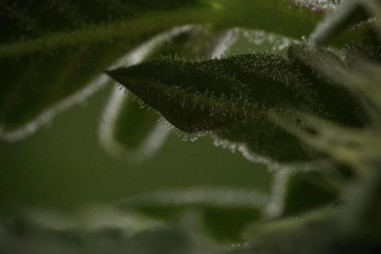 SOUR DIESEL-The Ascension of a Legend. Week 10 - Sour Diesel Macro world 