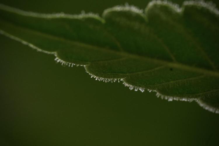 SOUR DIESEL-The Ascension of a Legend. Week 10 - Sour Diesel Macro world 