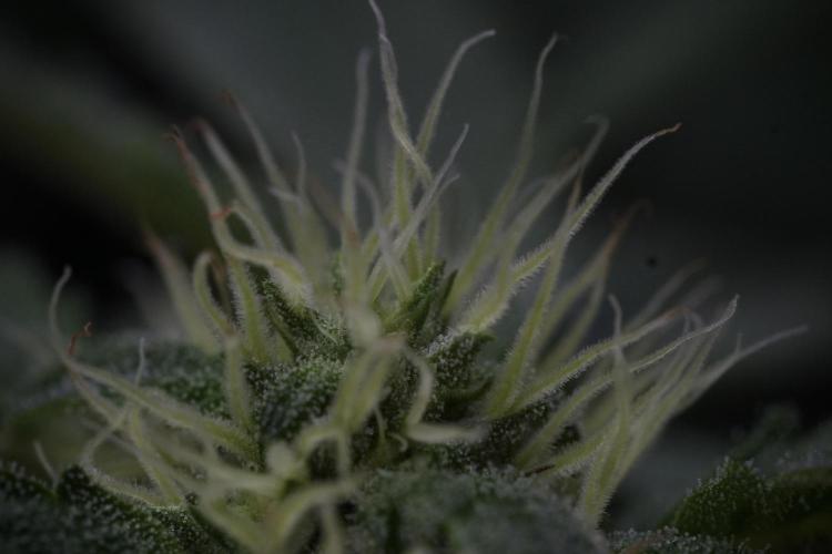SOUR DIESEL-The Ascension of a Legend. Week 10 - Sour Diesel Macro world 
