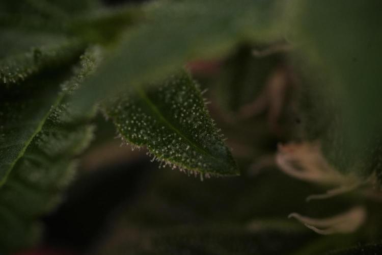 SOUR DIESEL-The Ascension of a Legend. Week 10 - Sour Diesel Macro world 