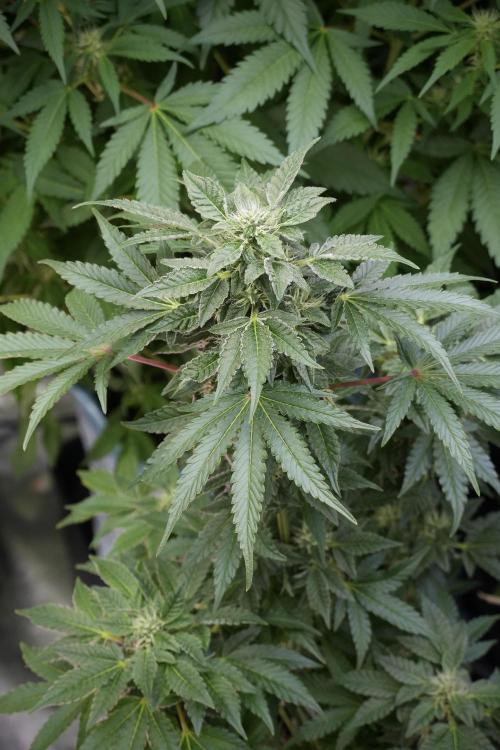 SOUR DIESEL-The Ascension of a Legend. Week 10 - Sour Diesel 