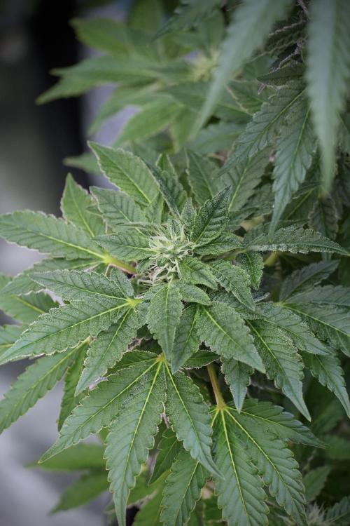 SOUR DIESEL-The Ascension of a Legend. Week 10 - Sour Diesel 