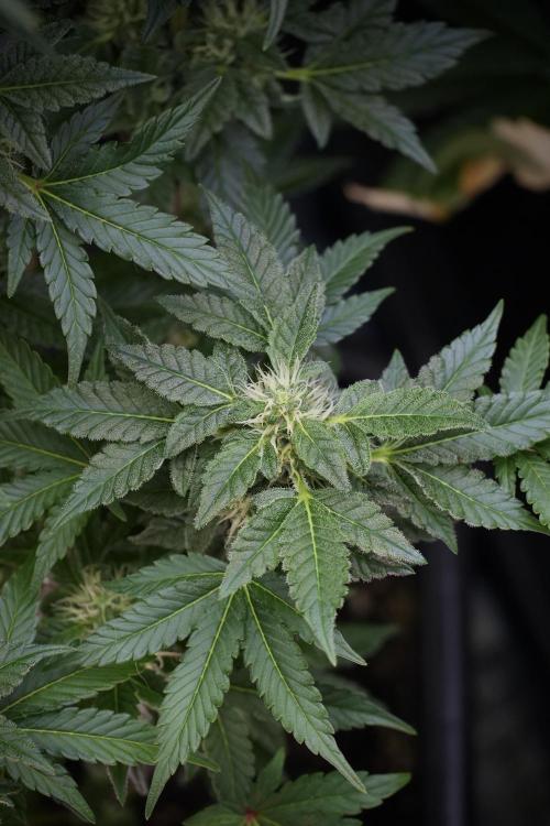 SOUR DIESEL-The Ascension of a Legend. Week 10 - Sour Diesel 