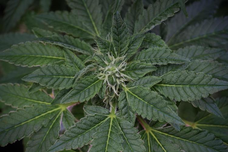 SOUR DIESEL-The Ascension of a Legend. Week 10 - Sour Diesel 