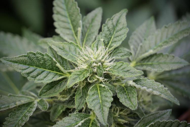 SOUR DIESEL-The Ascension of a Legend. Week 10 - Sour Diesel 