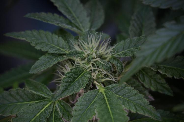 SOUR DIESEL-The Ascension of a Legend. Week 10 - Sour Diesel 