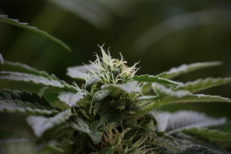 SOUR DIESEL-The Ascension of a Legend. Week 10 - Sour Diesel 