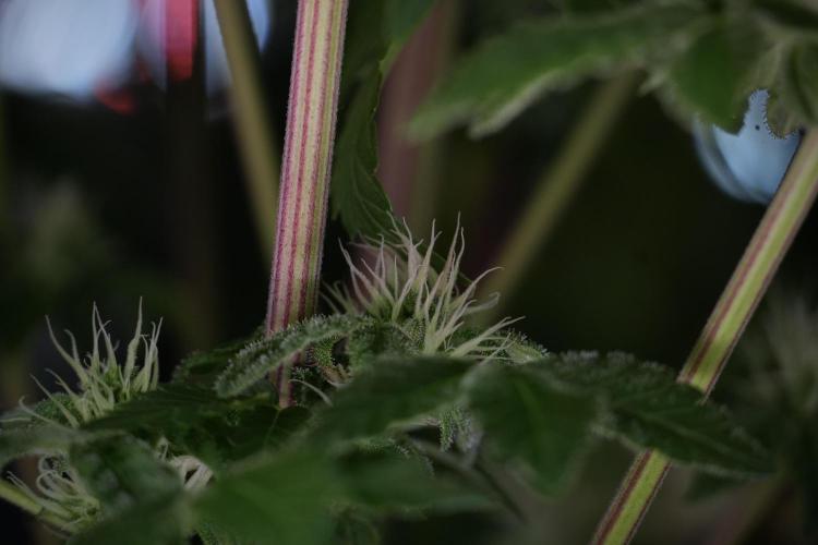 SOUR DIESEL-The Ascension of a Legend. Week 10 - Sour Diesel 