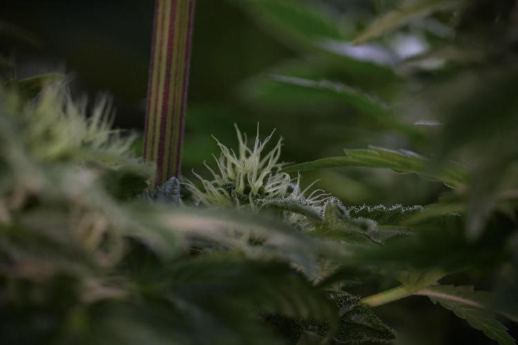 SOUR DIESEL-The Ascension of a Legend. Week 10 - Sour Diesel 