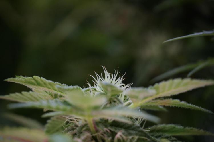 SOUR DIESEL-The Ascension of a Legend. Week 10 - Sour Diesel 