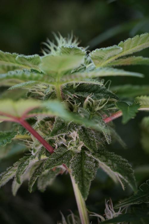 SOUR DIESEL-The Ascension of a Legend. Week 10 - Sour Diesel 