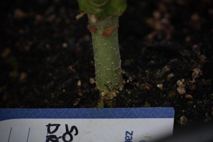 SOUR DIESEL-The Ascension of a Legend. Week 10 - Sour Diesel 