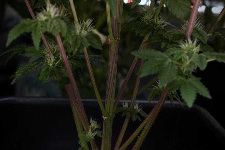 SOUR DIESEL-The Ascension of a Legend. Week 10 - Sour Diesel 