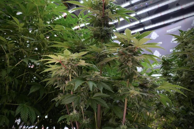 SOUR DIESEL-The Ascension of a Legend. Week 10 - Sour Diesel 