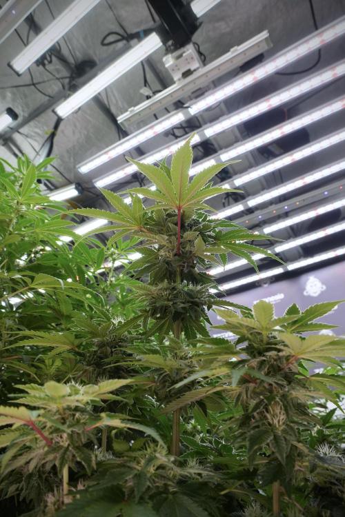 SOUR DIESEL-The Ascension of a Legend. Week 10 - Sour Diesel 