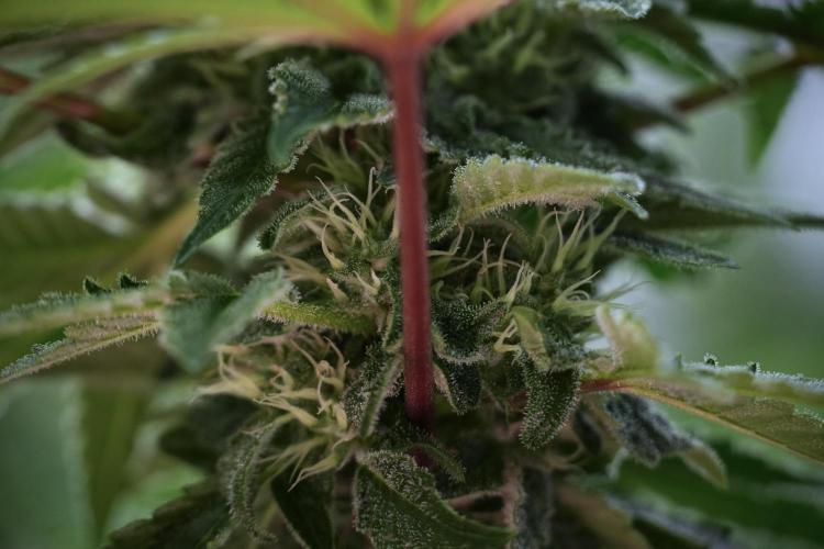 SOUR DIESEL-The Ascension of a Legend. Week 10 - Sour Diesel 