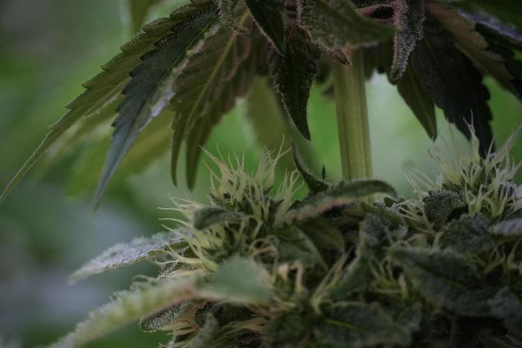 SOUR DIESEL-The Ascension of a Legend. Week 10 - Sour Diesel 